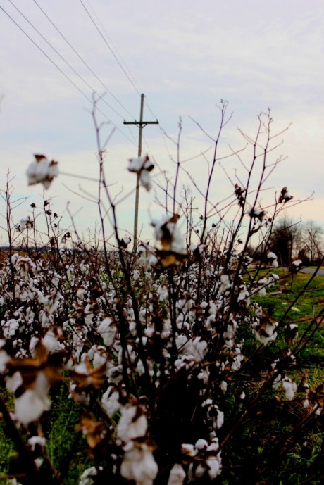 Mississippi Cotton by Hopson's Commissary - photo - Brad Hardisty